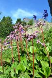 Bergenia crassifolia