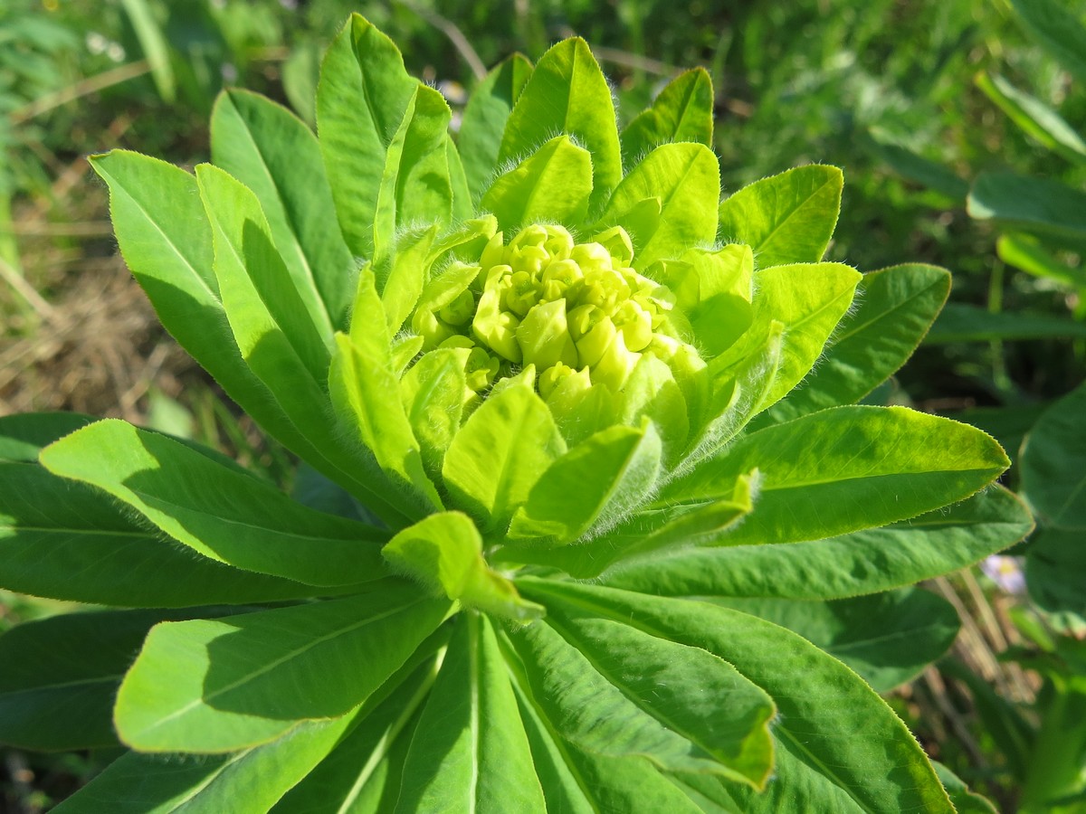 Изображение особи Euphorbia pilosa.