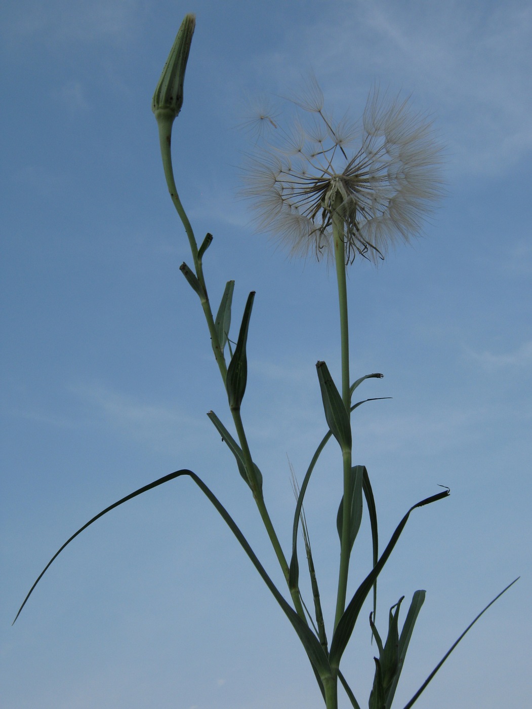 Изображение особи Tragopogon dubius ssp. major.