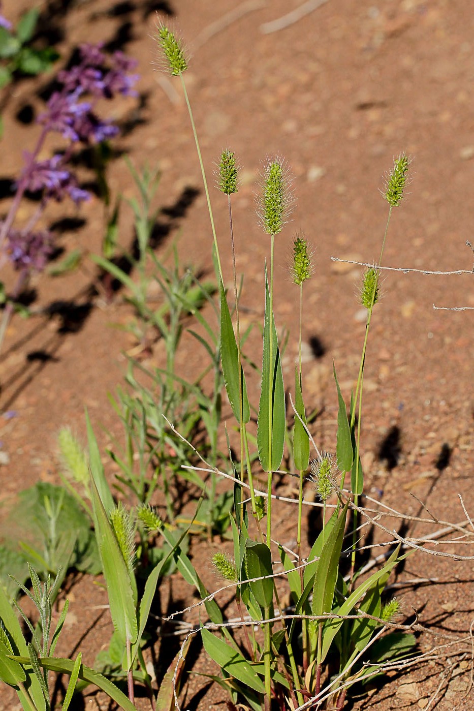 Image of Setaria viridis specimen.