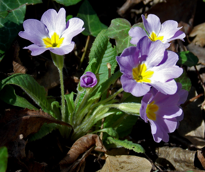 Image of Primula vulgaris specimen.