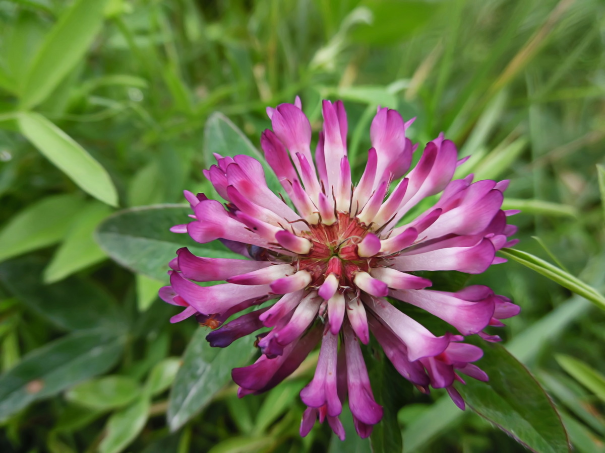 Image of Trifolium medium specimen.