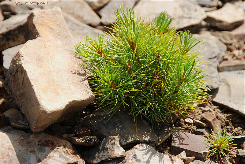 Изображение особи Pinus pumila.