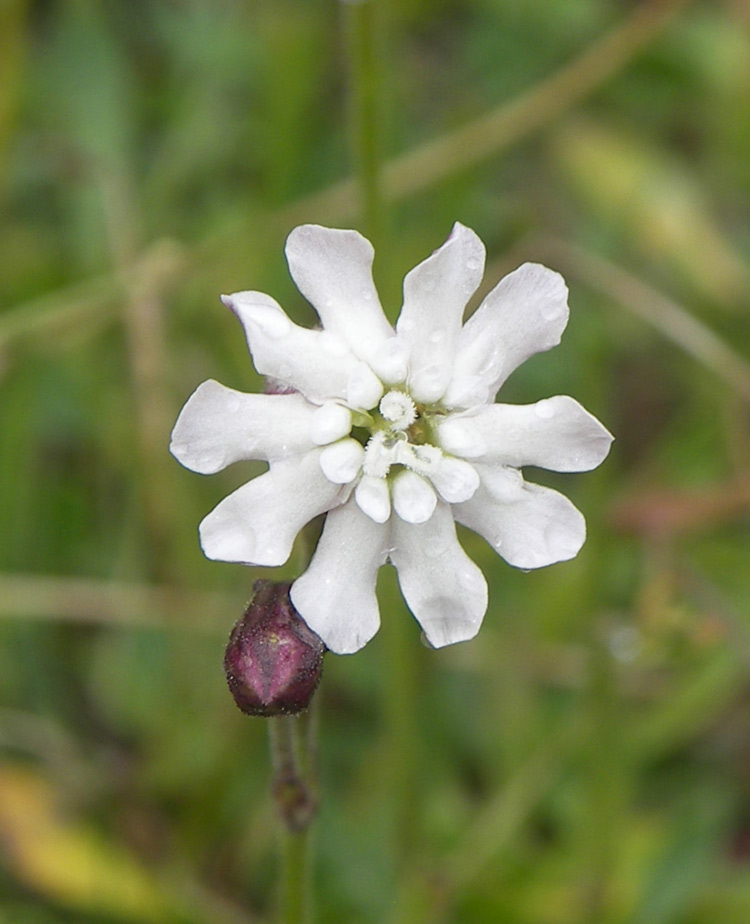 Image of Silene lychnidea specimen.