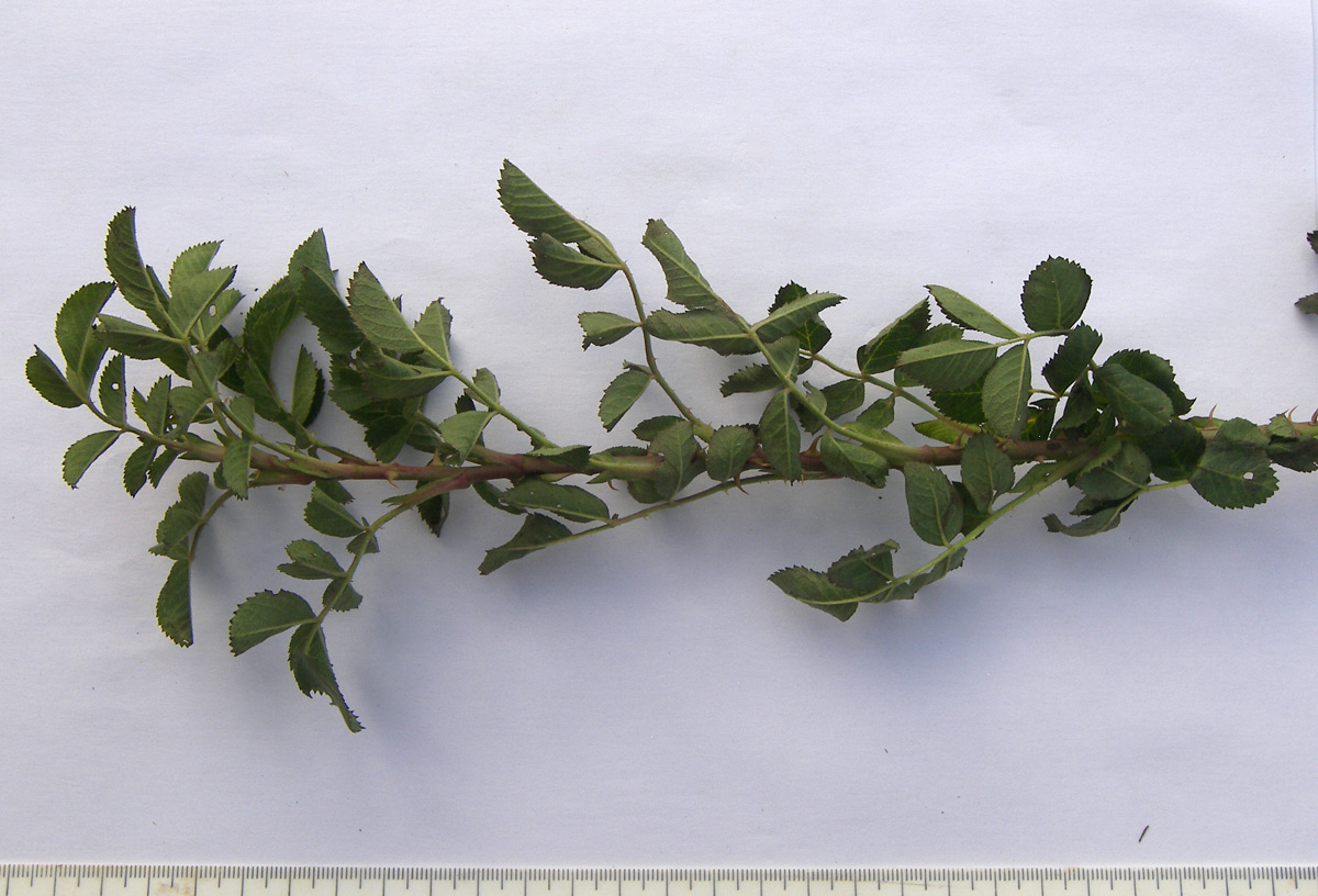 Image of Rosa rubiginosa specimen.