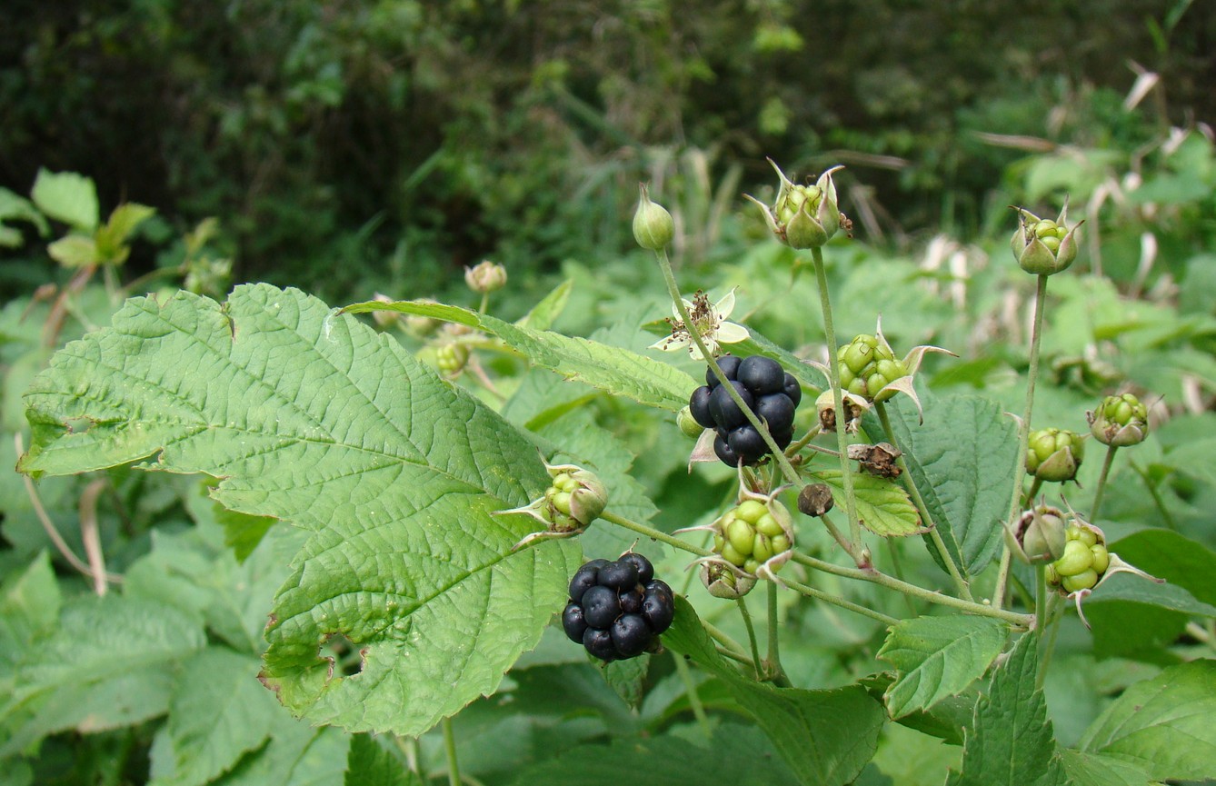 Изображение особи Rubus caesius.