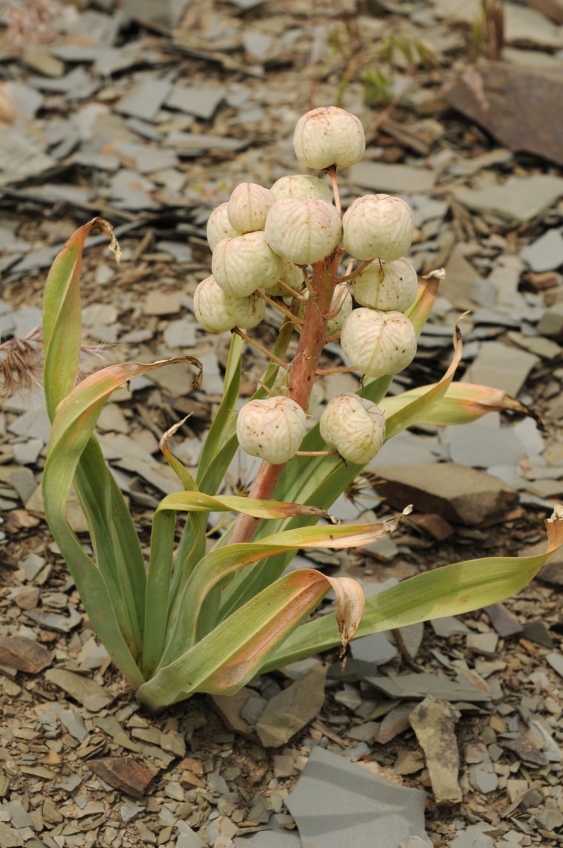 Image of Eremurus lactiflorus specimen.