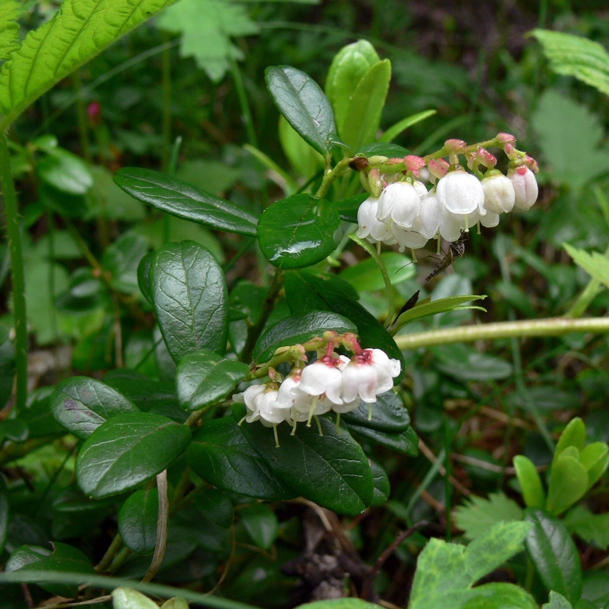 Image of Vaccinium vitis-idaea specimen.
