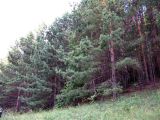 Pinus sylvestris. Молодой сосновый бор. Саратовская обл., Хвалынский р-н, окр. г. Хвалынска, гора Богданиха. 21.07.2009.