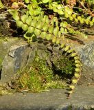 Asplenium trichomanes. Вайя. Германия, Северный Рейн-Вестфалия, окр. г. Моншау, скальный выход. Декабрь.