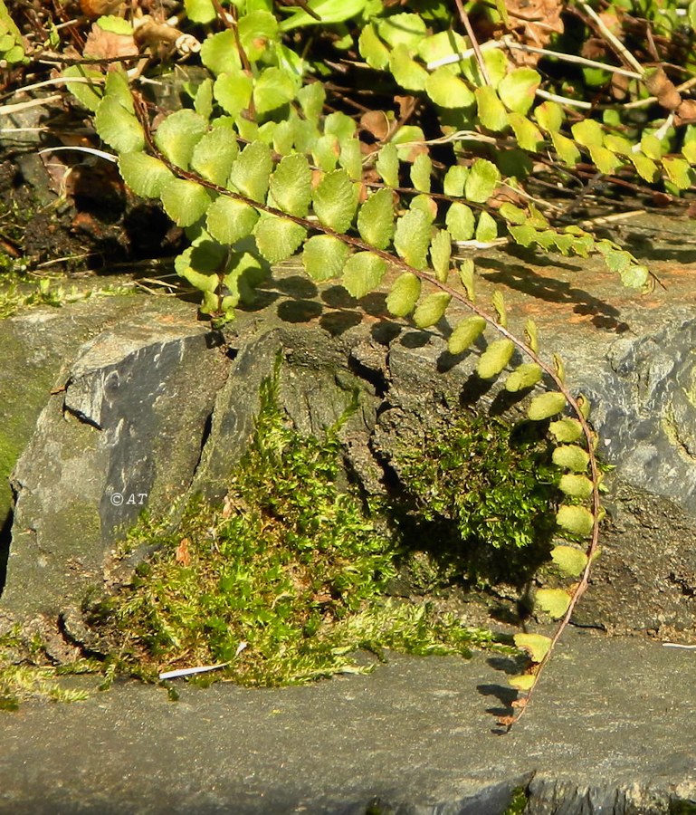 Image of Asplenium trichomanes specimen.