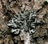 Phaeophyscia orbicularis. Таллом. Окр. Архангельска, ивняк, на стволе Salix sp. 07.05.2013.