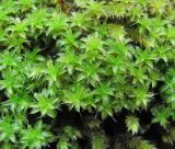 genus Syntrichia