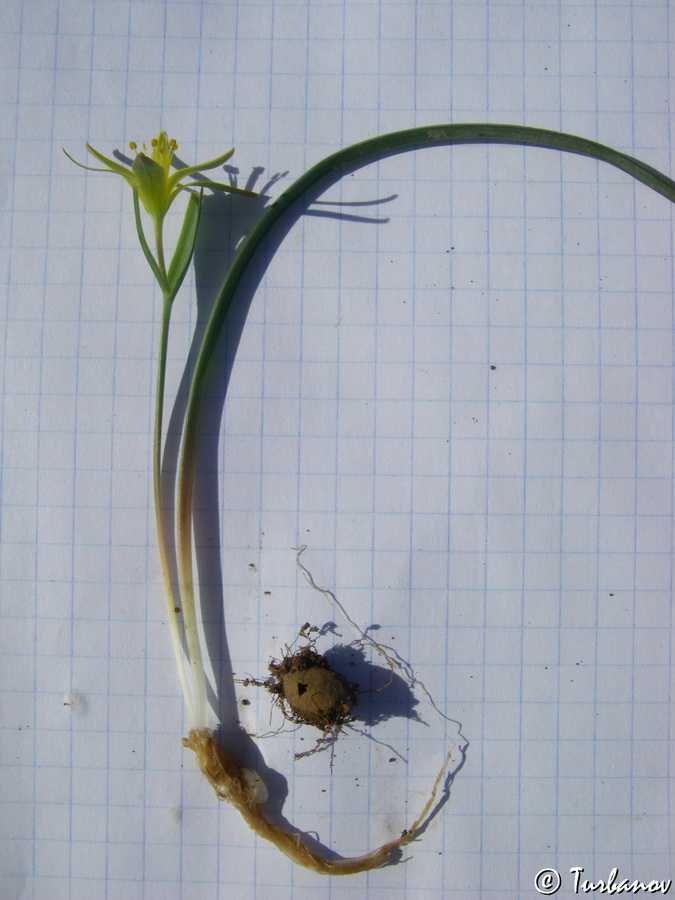 Image of Gagea transversalis specimen.