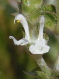 Salvia aethiopis. Цветки. Украина, г. Запорожье, часть балки к югу от Областной больницы, возле дороги. 14.06.2016.