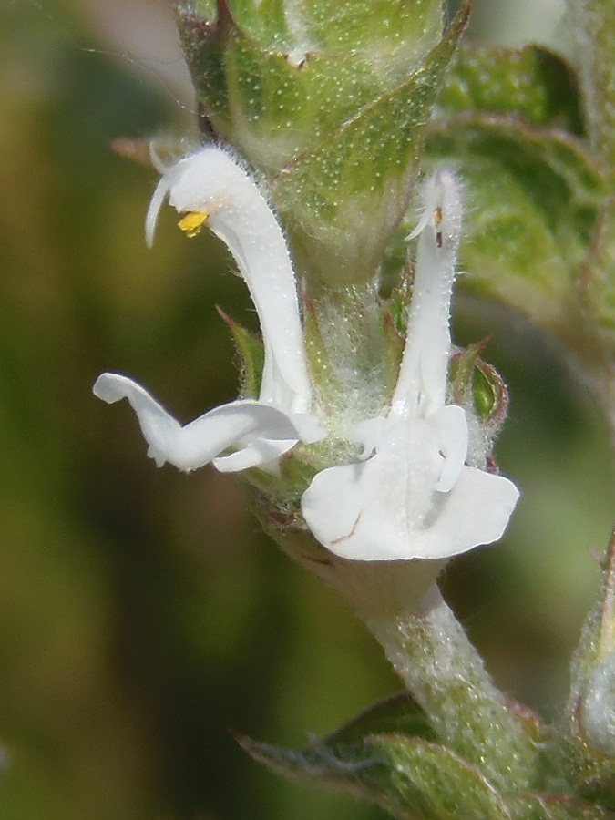 Изображение особи Salvia aethiopis.