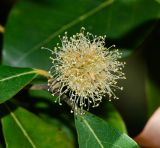 Syncarpia glomulifera