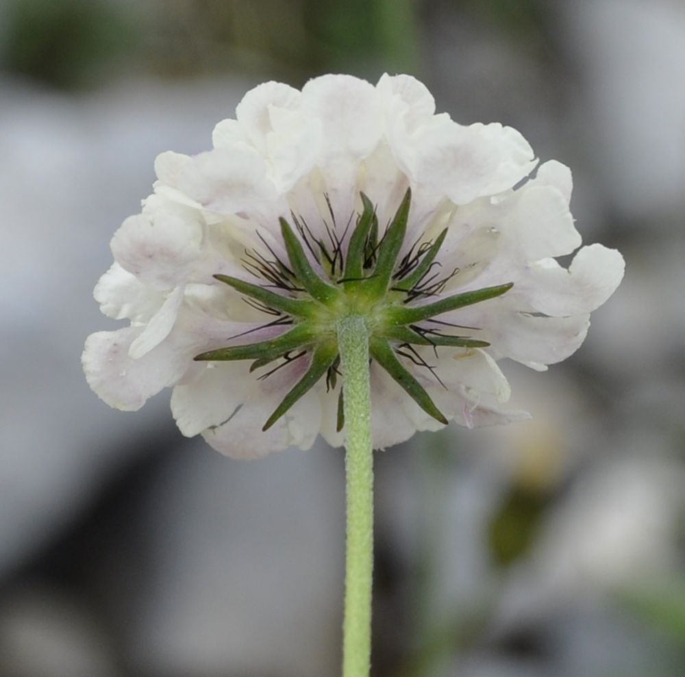 Image of Scabiosa balcanica specimen.