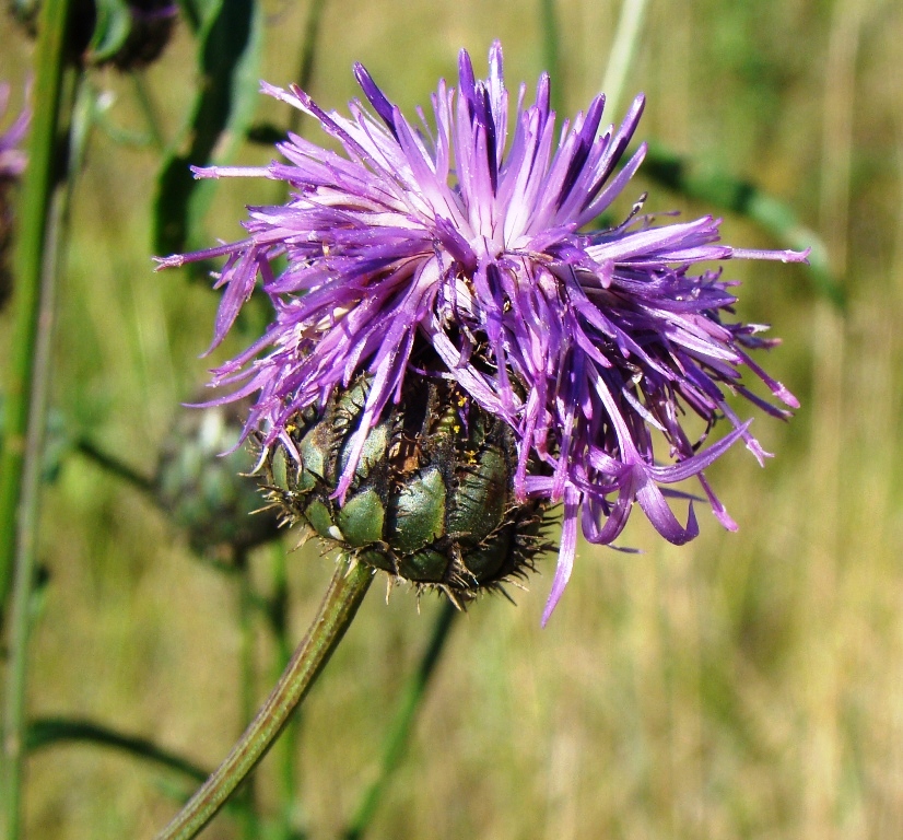 Изображение особи Centaurea scabiosa.