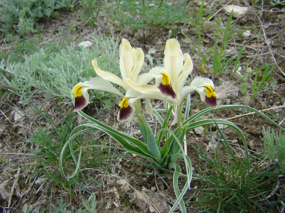 Image of Juno rodionenkoi specimen.