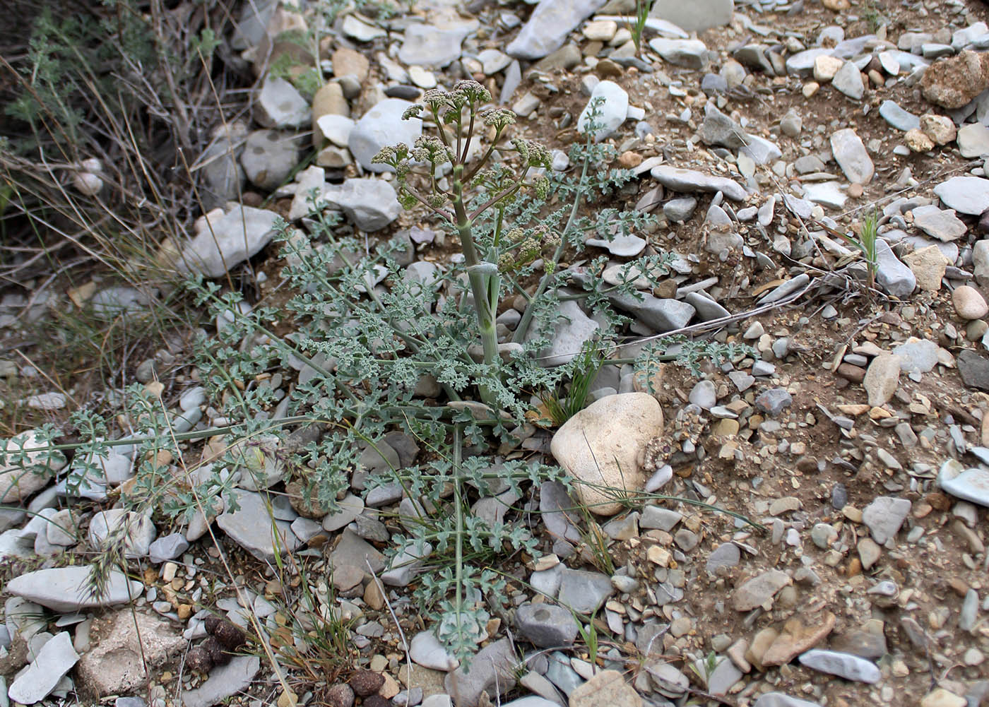 Image of Ferula szowitsiana specimen.