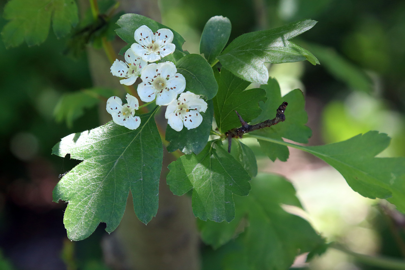 Изображение особи Crataegus pseudoheterophylla.