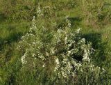 Spiraea hypericifolia