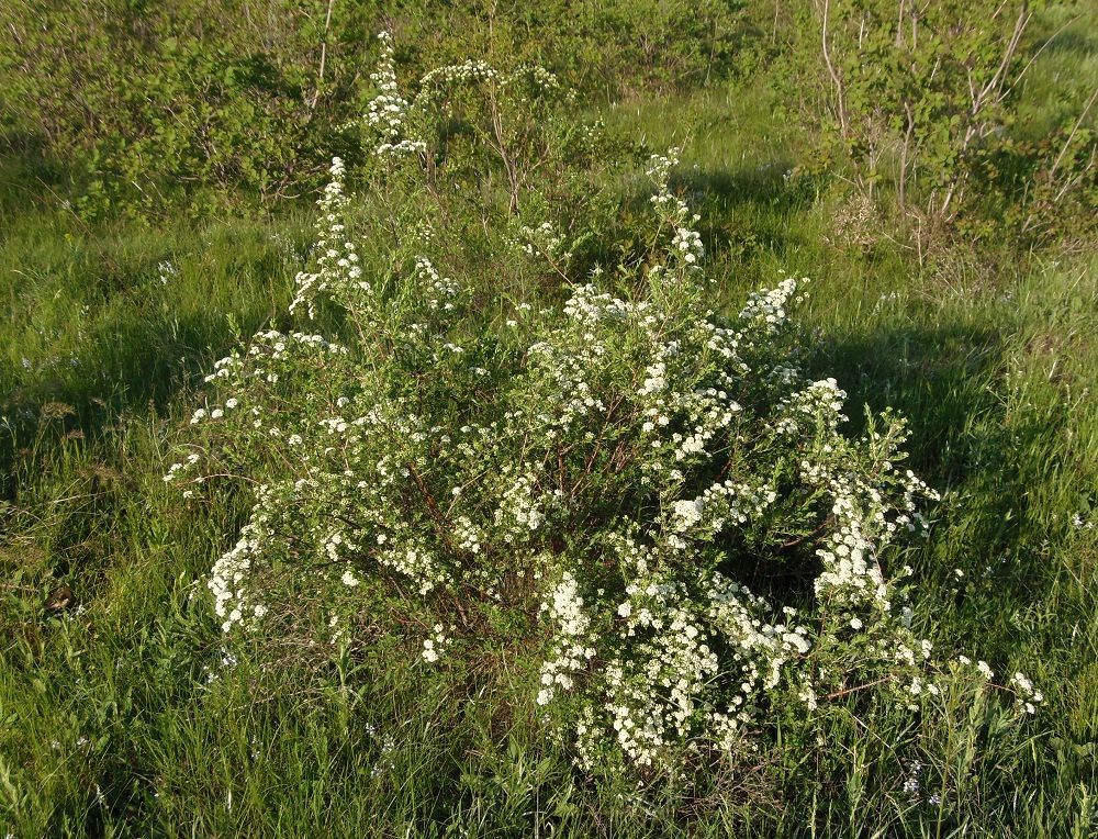 Image of Spiraea hypericifolia specimen.