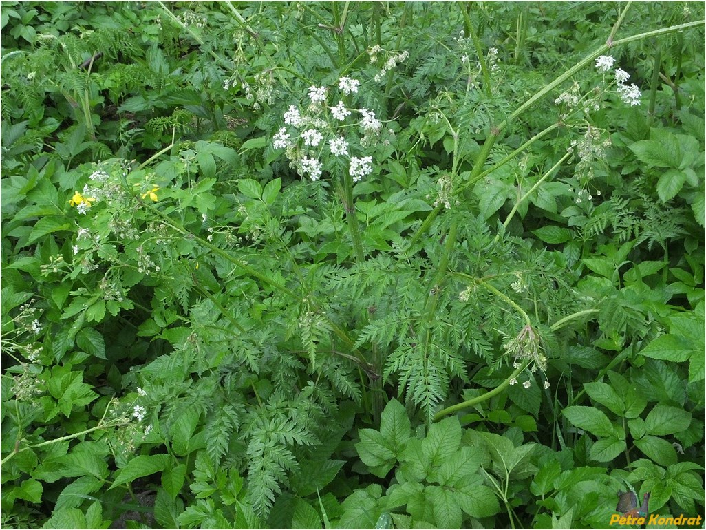 Изображение особи Anthriscus sylvestris.