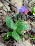 Pulmonaria obscura. Цветущее растение. Украина, Киев, заказник \"Лесники\", низинная часть. 5 апреля 2010 г.