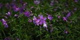 Phlox subulata