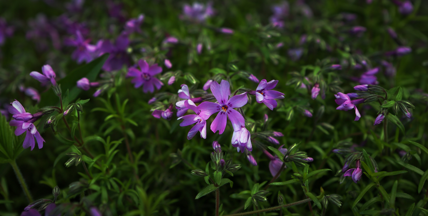 Изображение особи Phlox subulata.