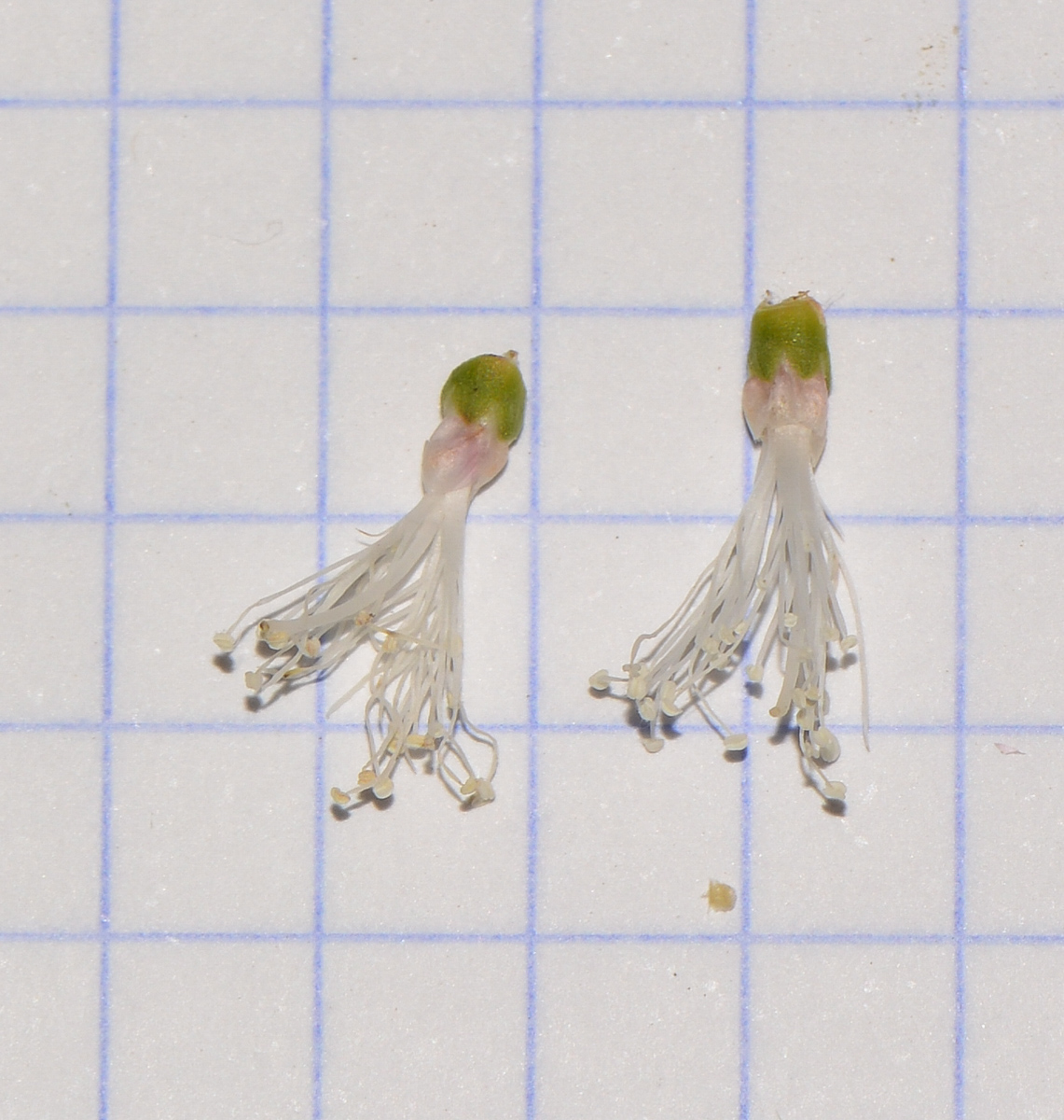 Image of Melaleuca huegelii specimen.