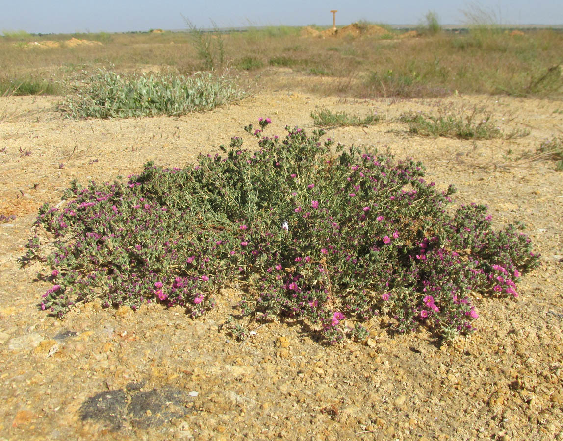 Image of Frankenia hirsuta specimen.