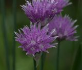 Allium schoenoprasum