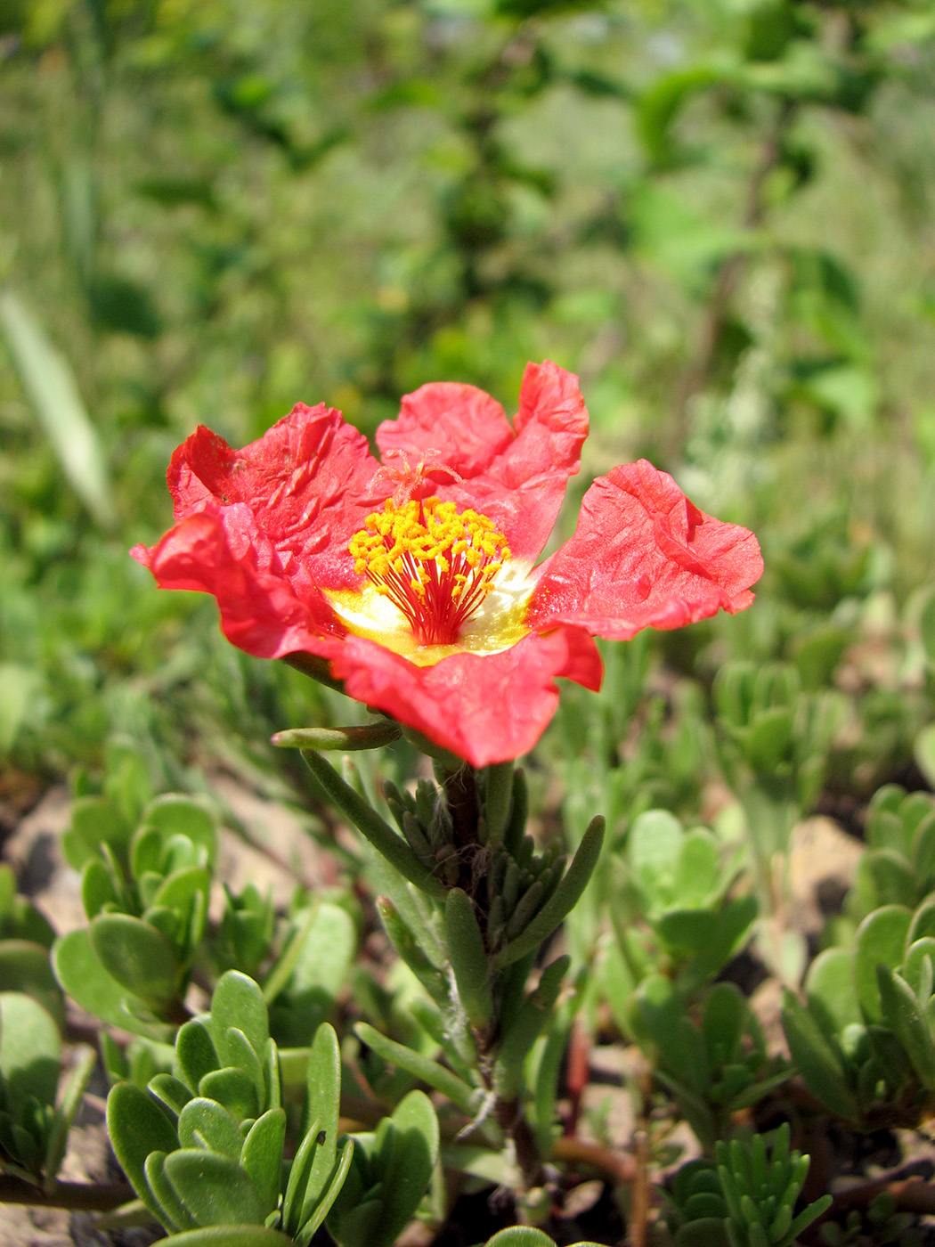 Image of Portulaca grandiflora specimen.