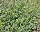 Смотреть изображение Poterium sanguisorba