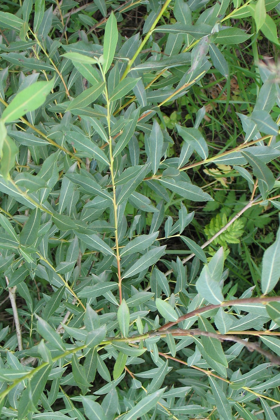 Image of Salix vinogradovii specimen.