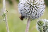 Echinops sphaerocephalus