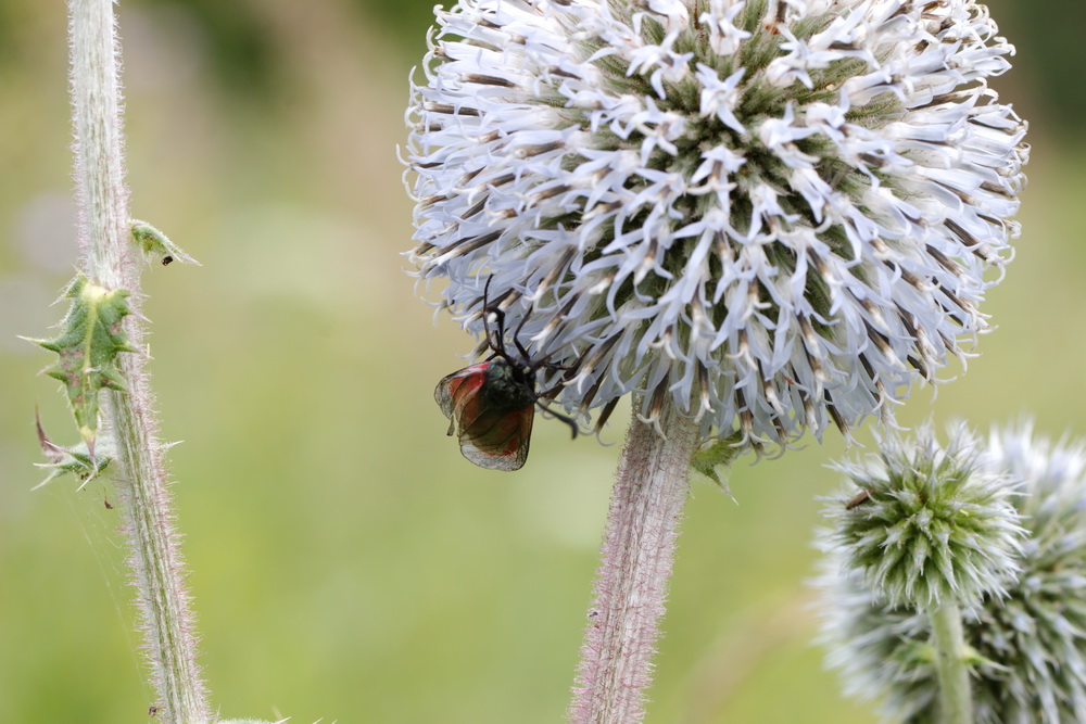 Изображение особи Echinops sphaerocephalus.