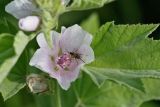 Althaea officinalis