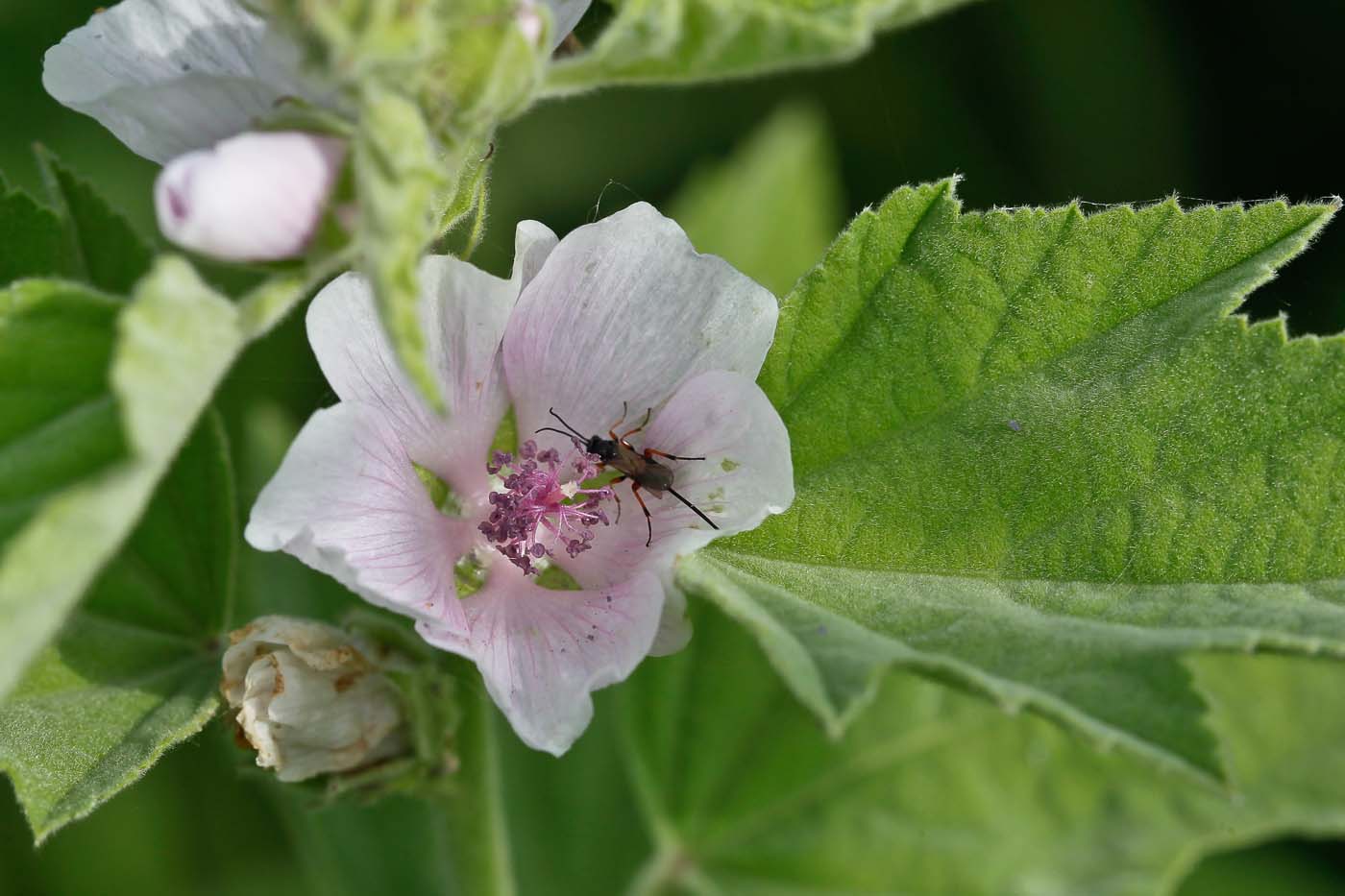 Изображение особи Althaea officinalis.