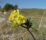 Anthyllis taurica