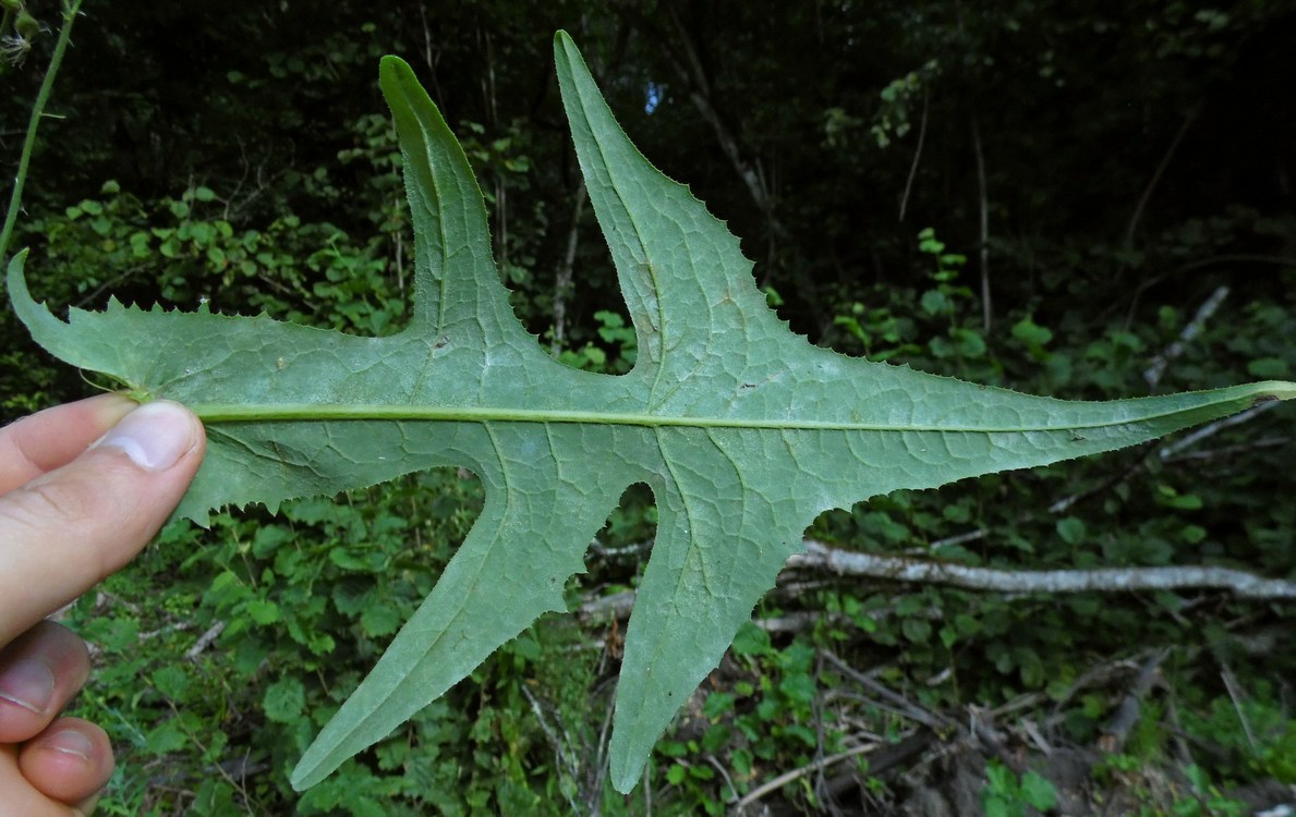 Image of Sonchus palustris specimen.