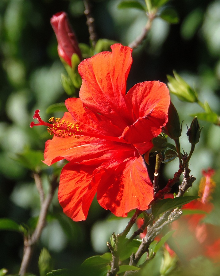 Image of Hibiscus rosa-sinensis specimen.