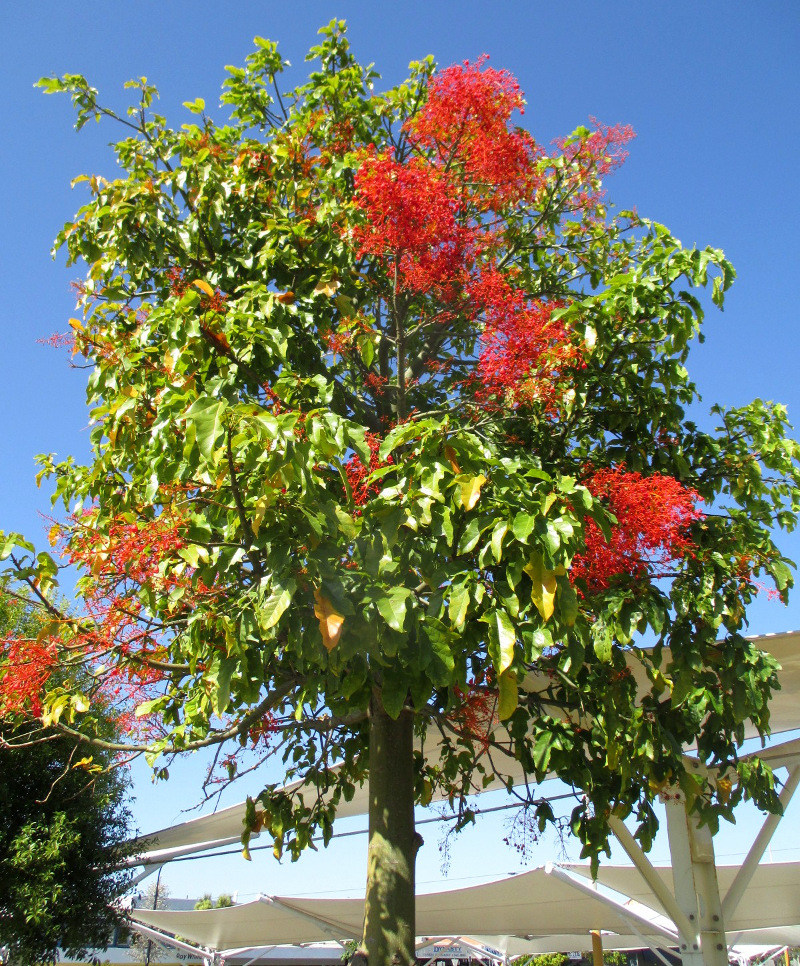 Изображение особи Brachychiton acerifolius.