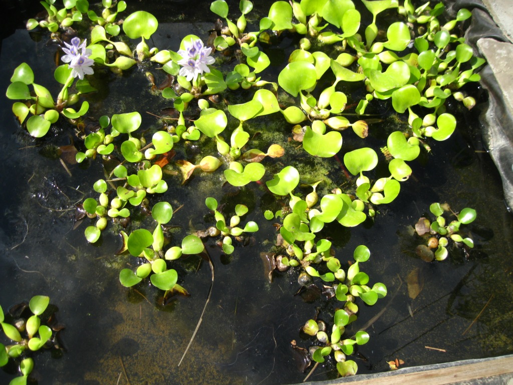 Изображение особи Eichhornia crassipes.