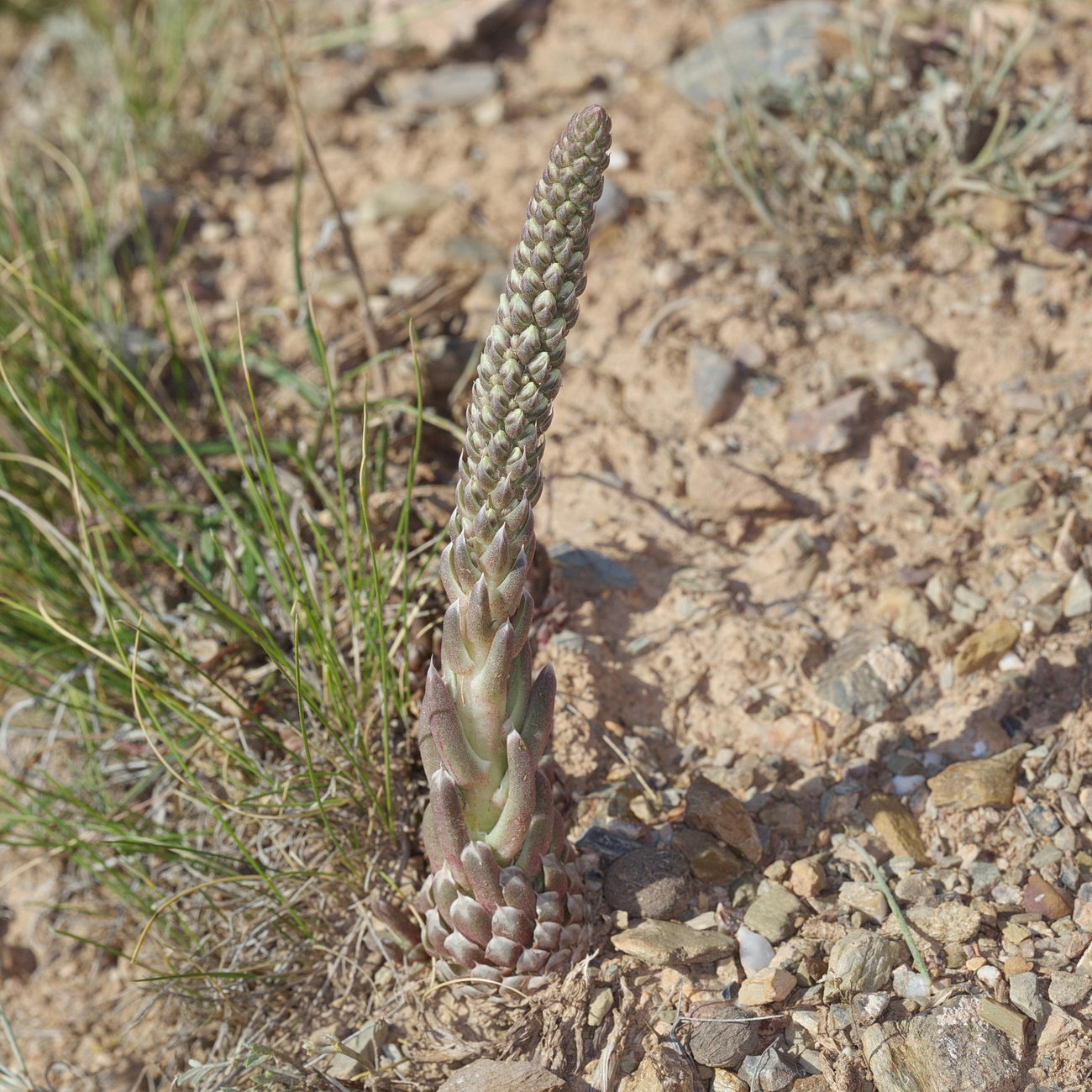 Image of Orostachys thyrsiflora specimen.