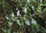 Pyracantha coccinea