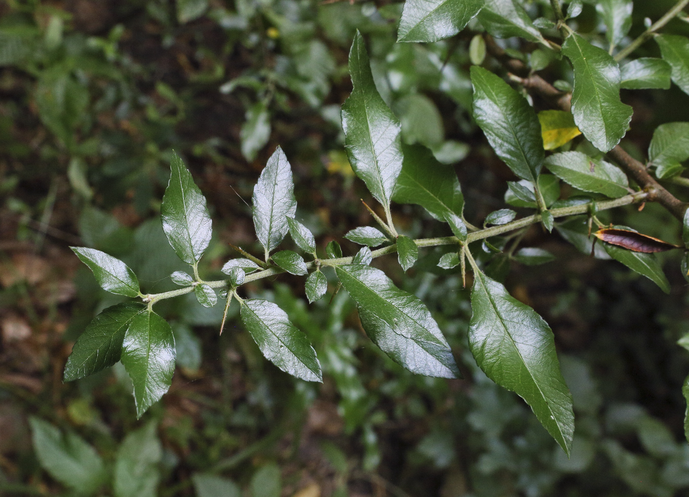 Image of Pyracantha coccinea specimen.
